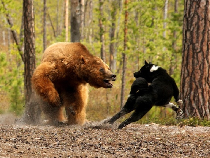 Собака и медведь